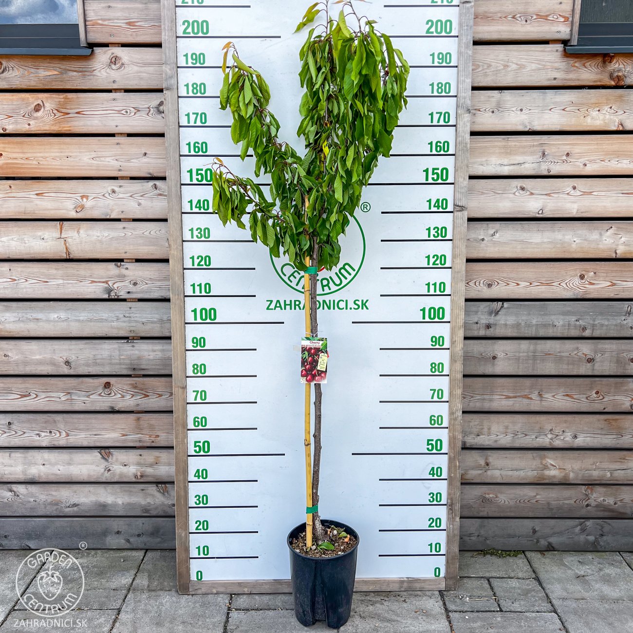 Obrázok Čerešňa vtáčia (Prunus avium) ´BURLAT´ - skorá, výška 160-180 cm, obvod kmeňa: 4/6 cm, kont. C10L